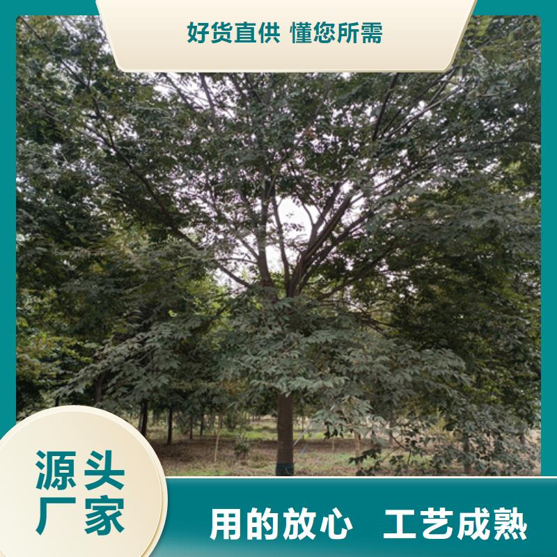法桐美国红枫自产自销