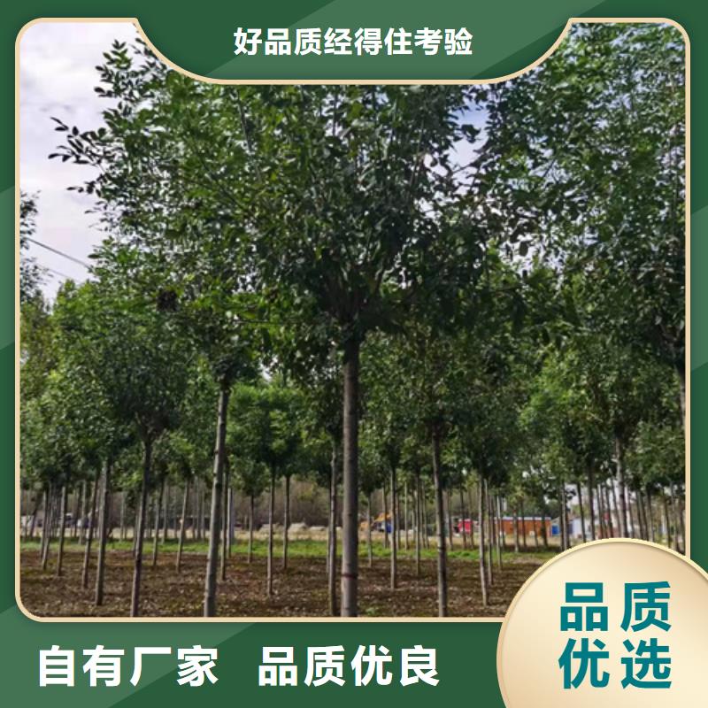 法桐小苗-全國發(fā)貨