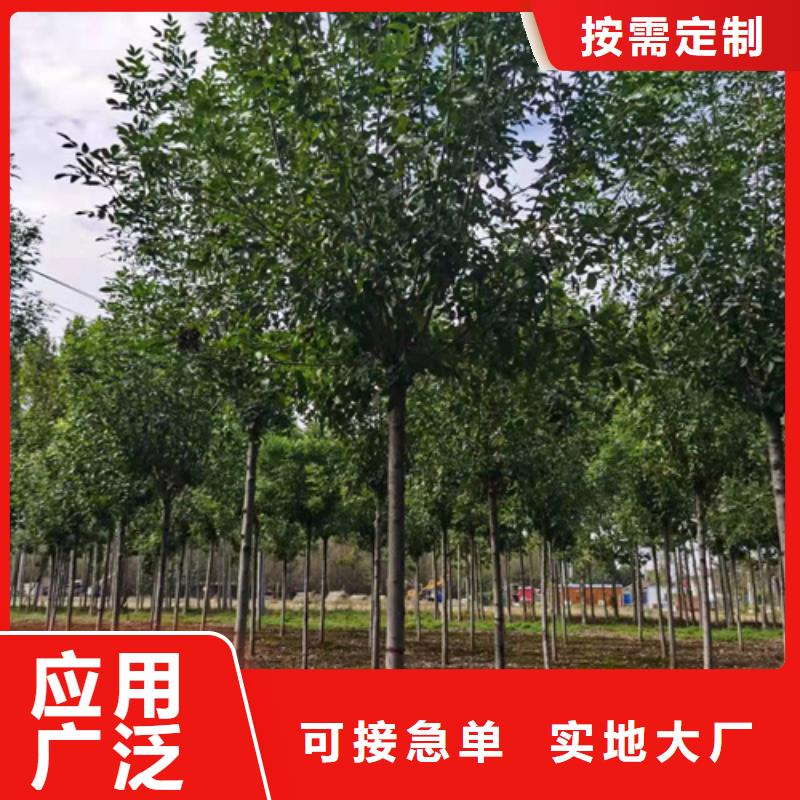 法桐_北京欒用途廣泛