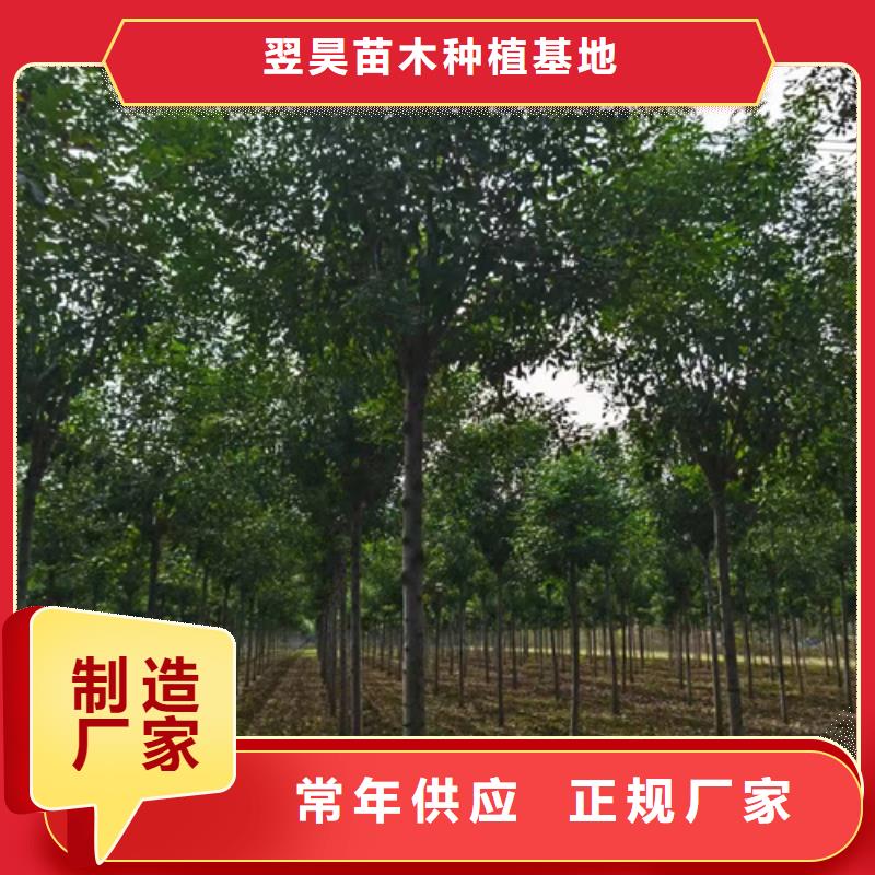 法桐,白蜡源头厂家直销