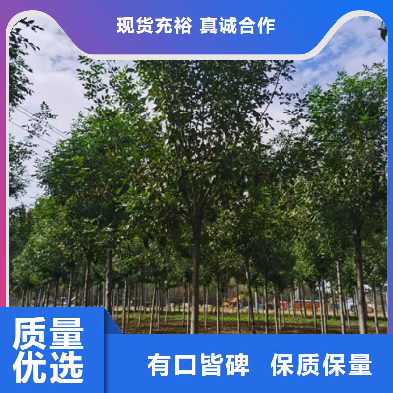 法桐,金葉復(fù)葉槭服務(wù)至上