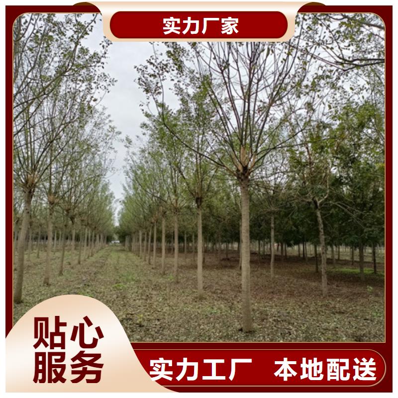 法桐國(guó)槐好產(chǎn)品有口碑