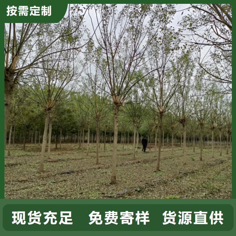法桐美国红枫N年生产经验