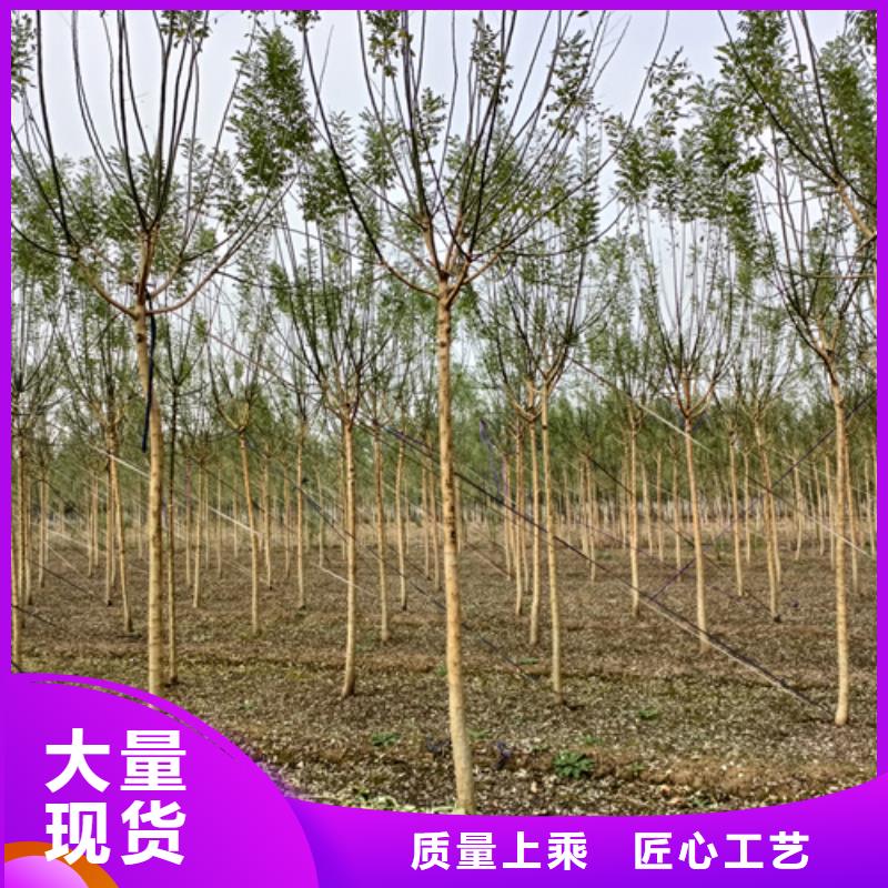 法桐美國紅楓N年生產(chǎn)經(jīng)驗