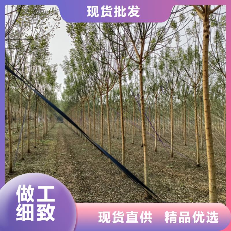 法桐-北京欒準(zhǔn)時(shí)交付