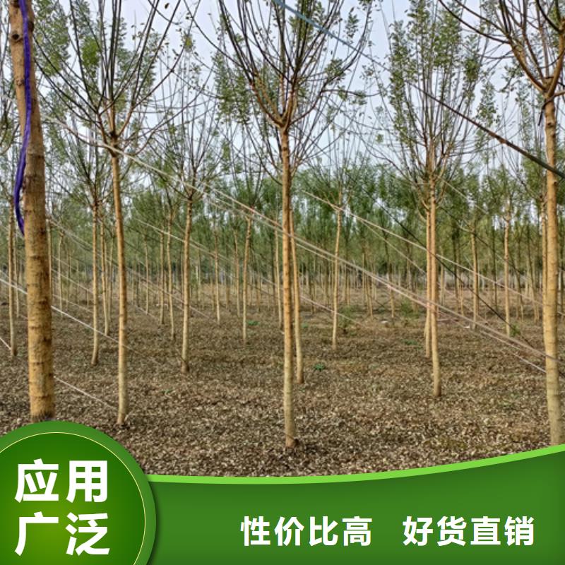 法桐白蠟廠家直銷放心