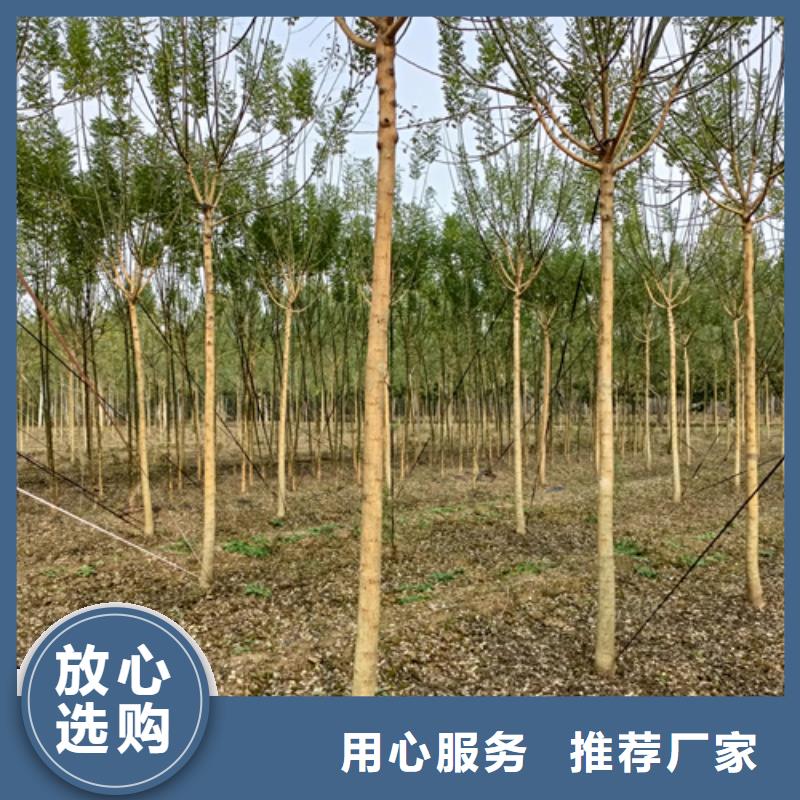 法桐信譽至上