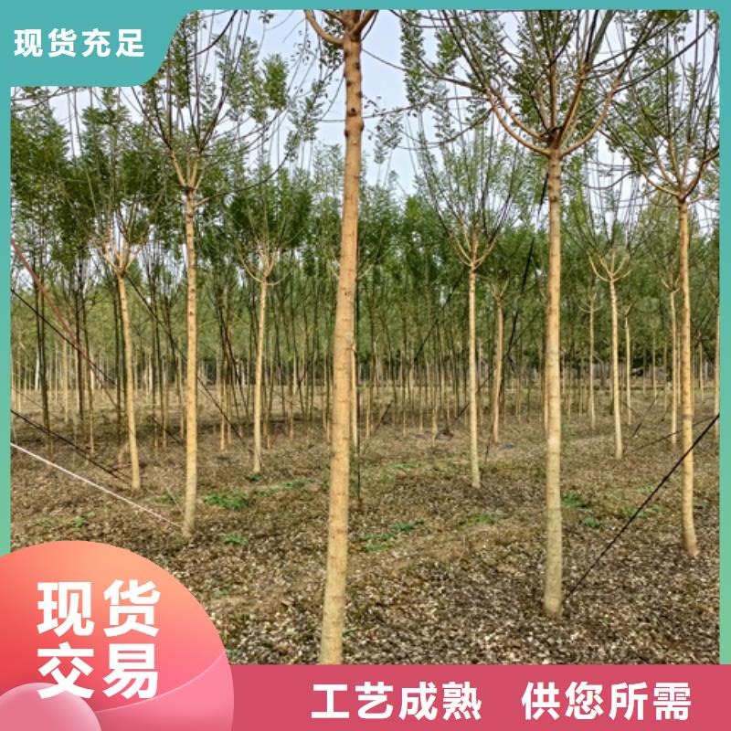 法桐黄金槐市场报价