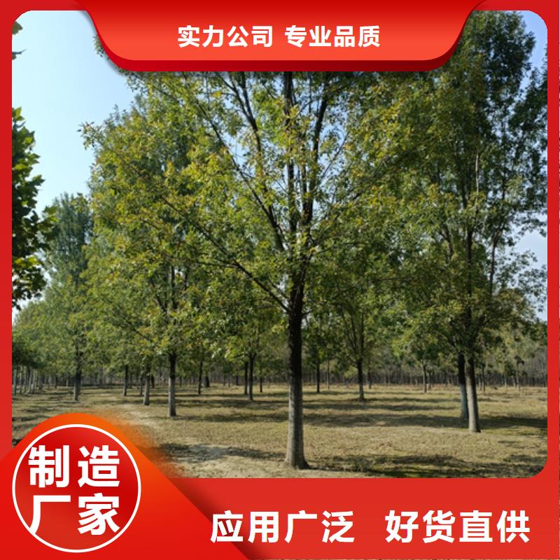 法桐,金葉復(fù)葉槭做工細(xì)致