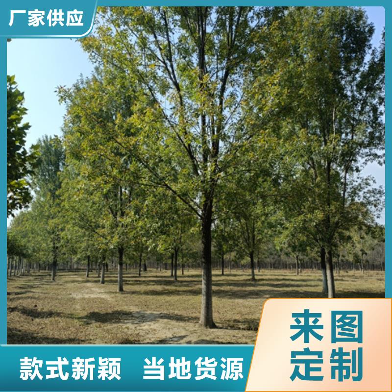 法桐金葉槐工廠采購