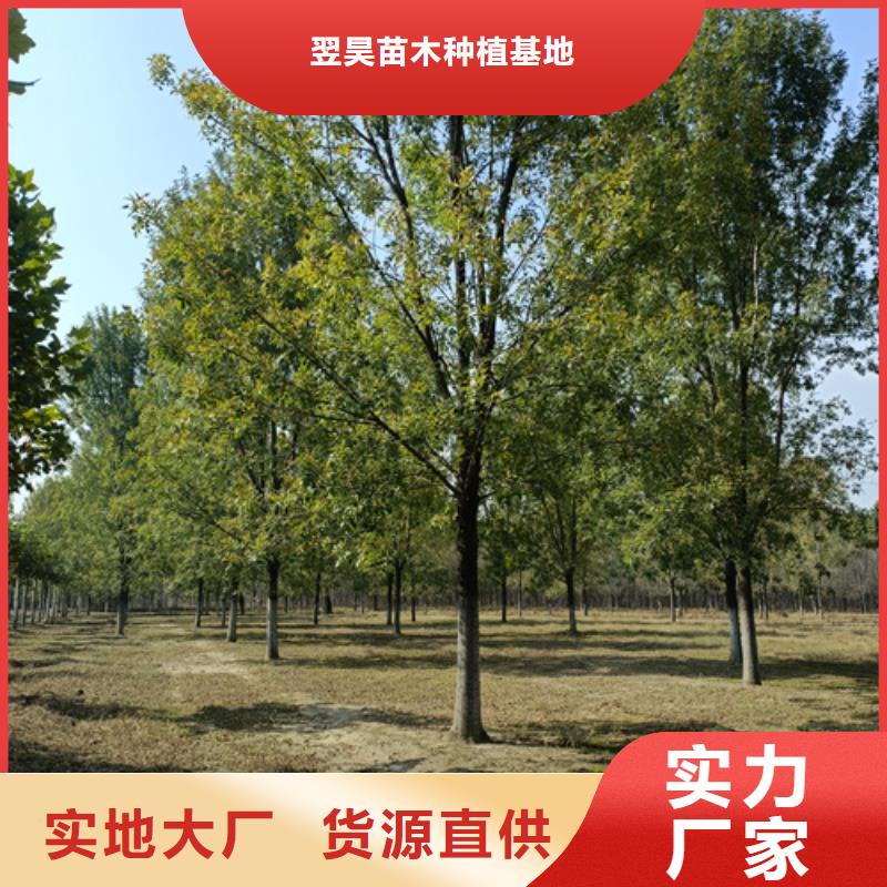 法桐北京欒質(zhì)量可靠