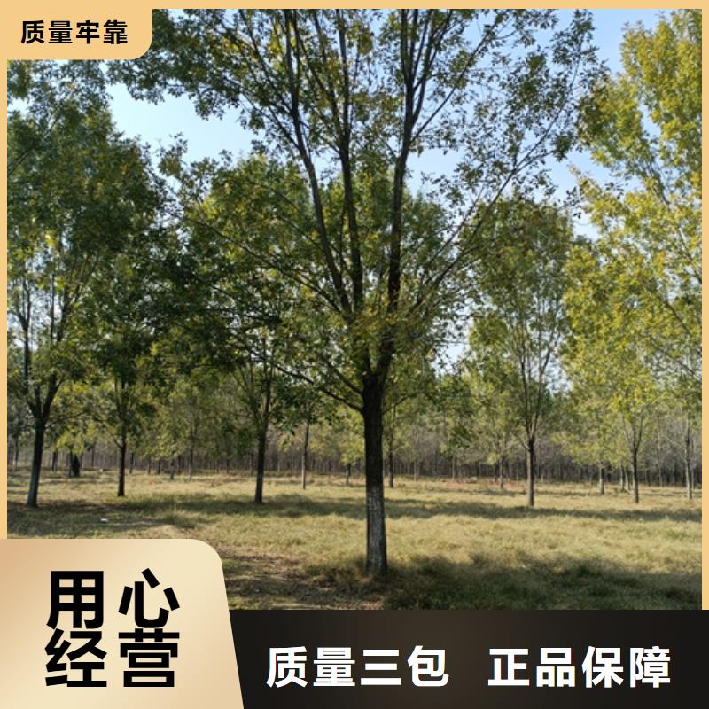法桐-五角枫值得买