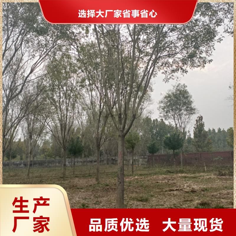 法桐_美国红枫买的是放心