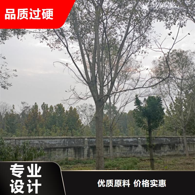 法桐金葉復(fù)葉槭超產(chǎn)品在細(xì)節(jié)