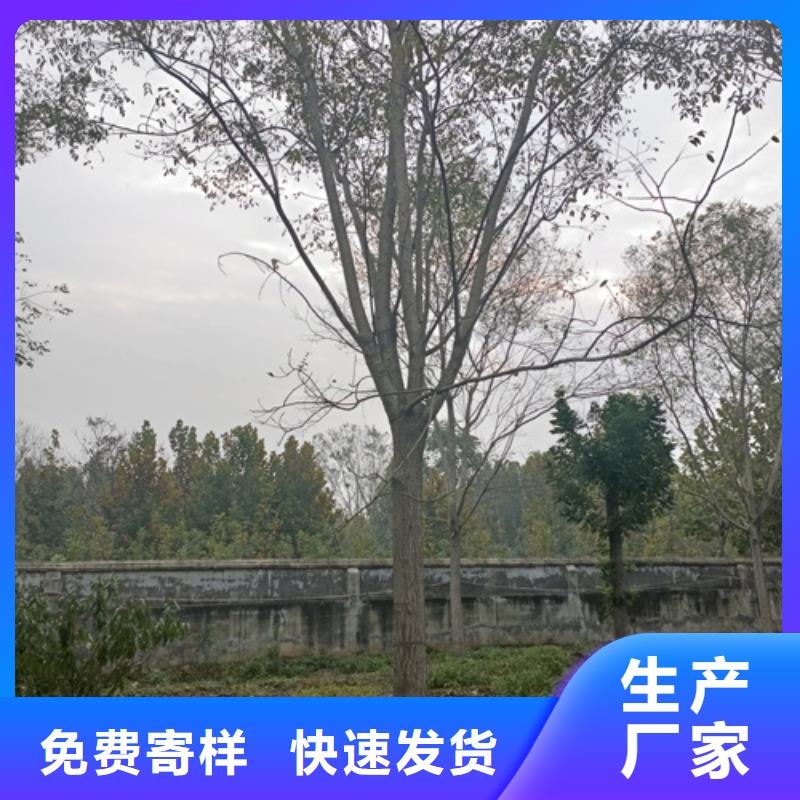 法桐美国红枫优势