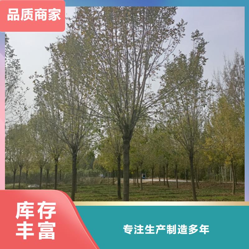法桐-北京欒準(zhǔn)時(shí)交付