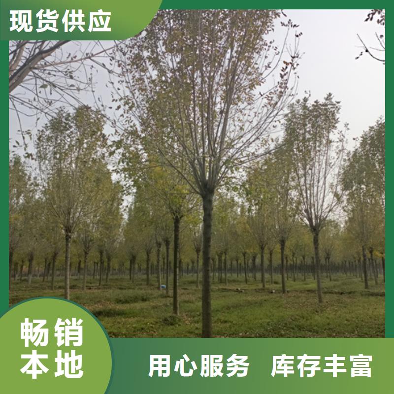 法桐美国红枫不只是质量好