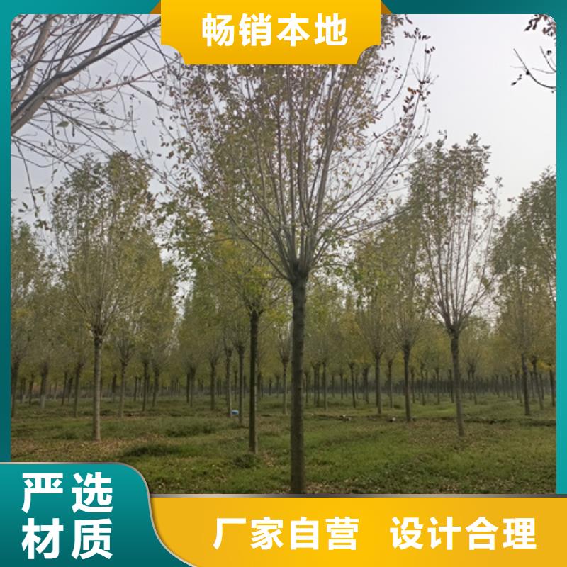 法桐小苗直销厂家