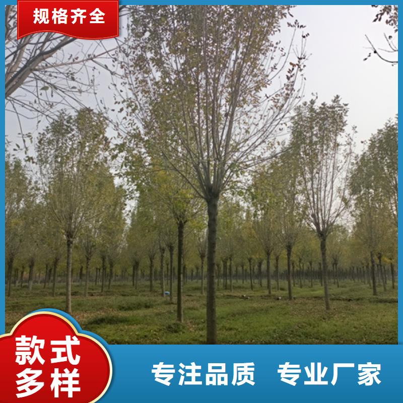法桐,秋紫白蠟誠信經(jīng)營質(zhì)量保證