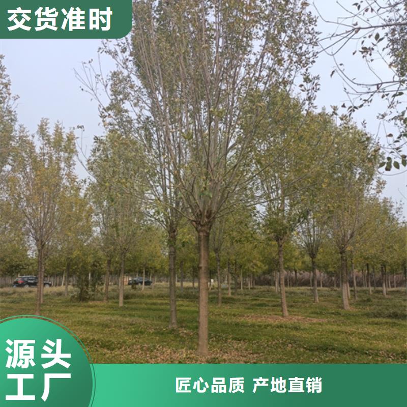 法桐-法桐可定制