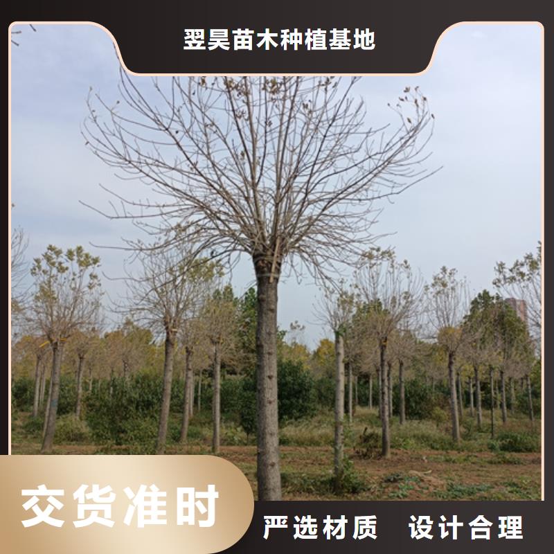 法桐_黃金槐安心購(gòu)
