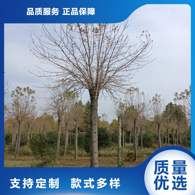 法桐-黃金槐優(yōu)質(zhì)貨源
