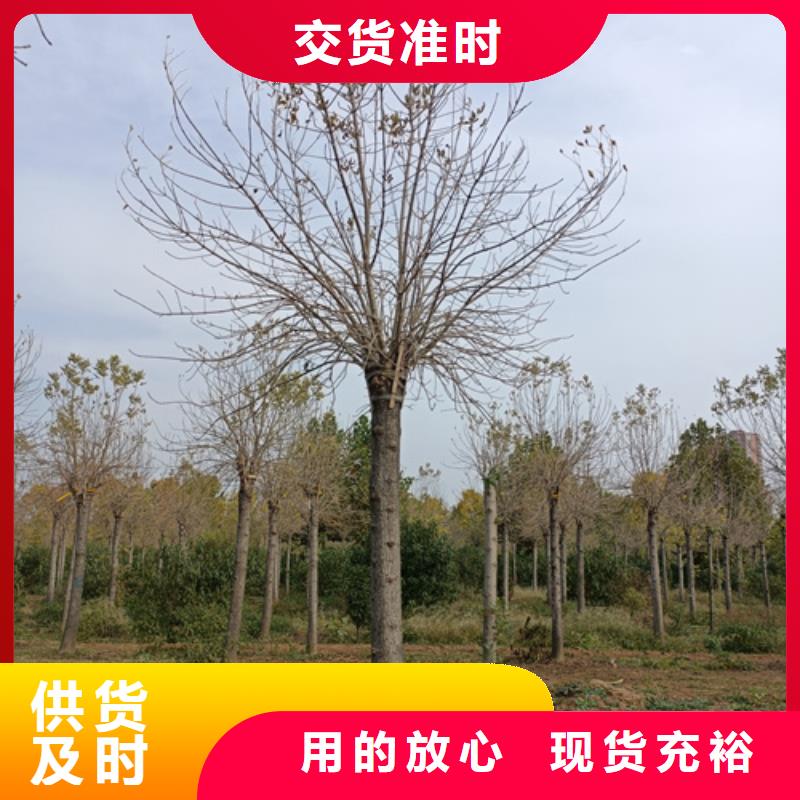 造型法桐10年品質(zhì)_可信賴