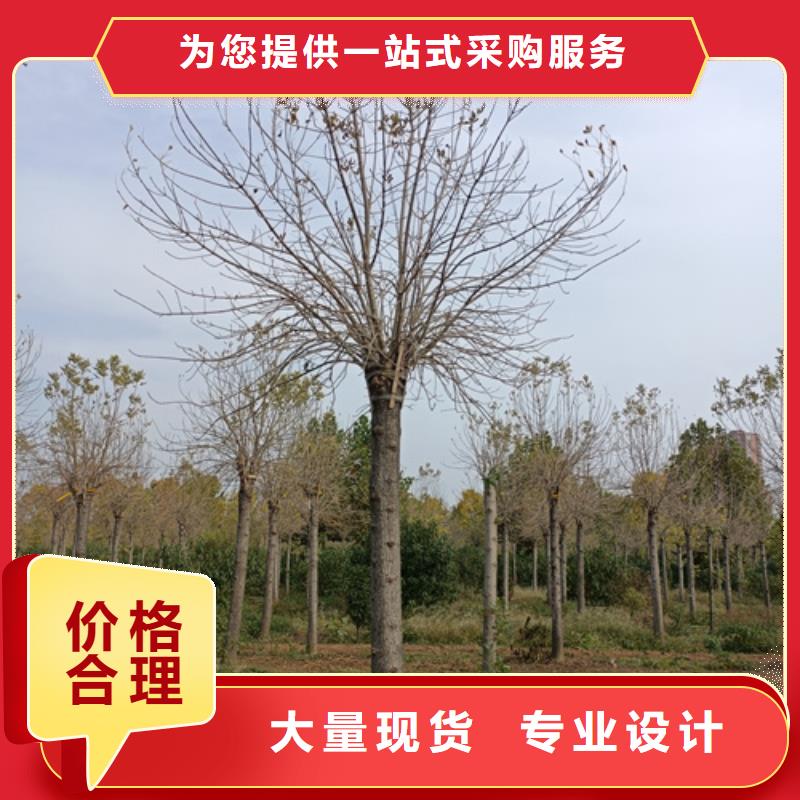 法桐黃金槐源頭廠源頭貨