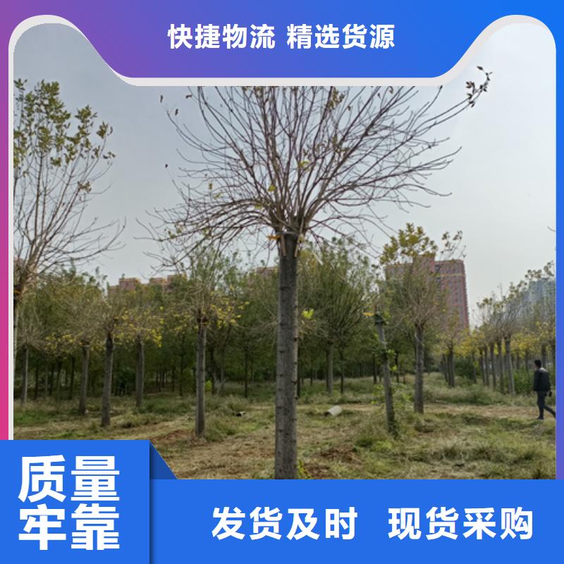 法桐黄金槐市场报价