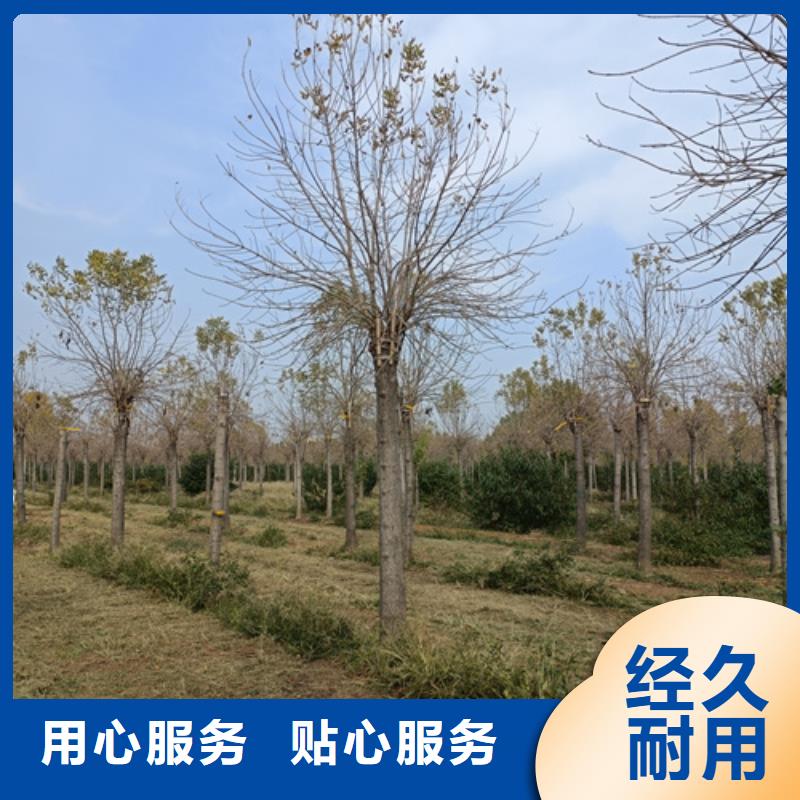 法桐美國紅楓行業(yè)優(yōu)選