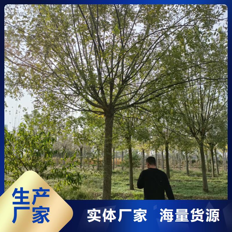 法桐小苗实力雄厚