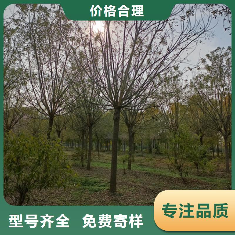 法桐【金叶槐】厂家
