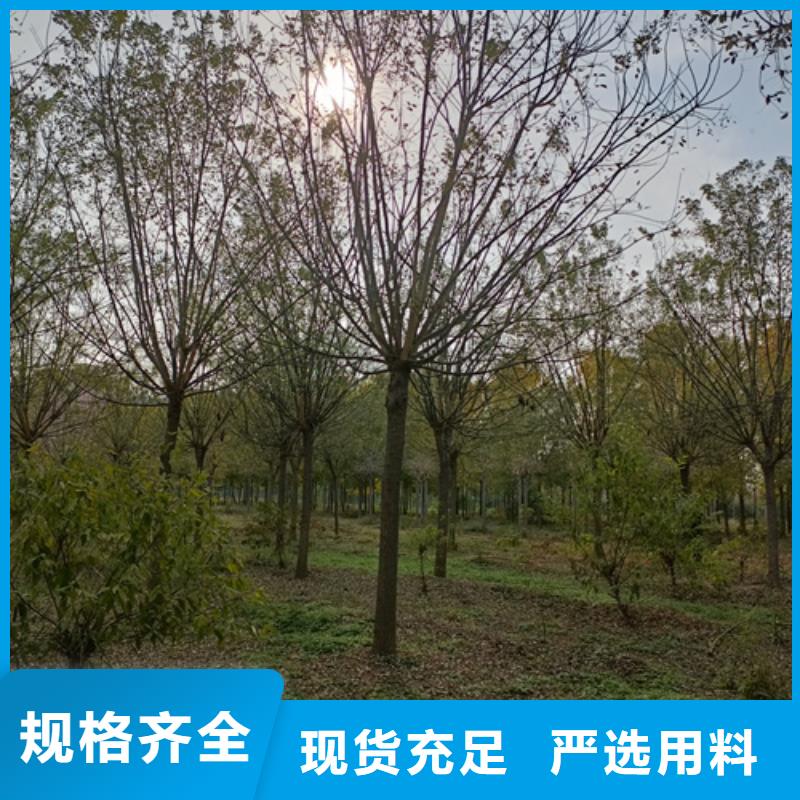 法桐美国红枫不只是质量好