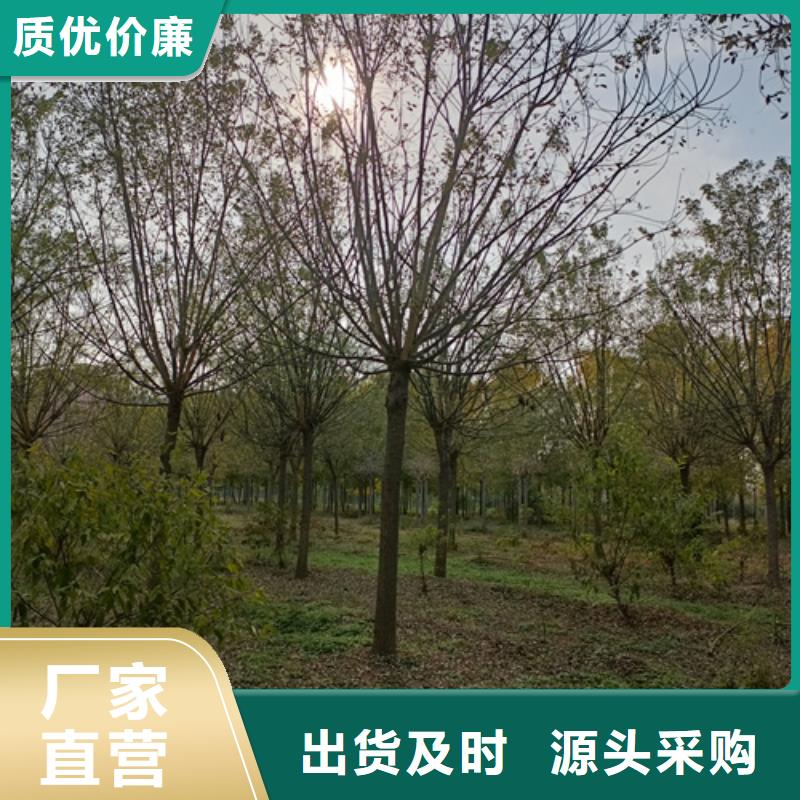法桐国槐好产品有口碑