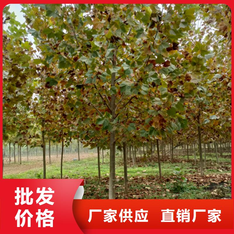 法桐,北京栾专业信赖厂家