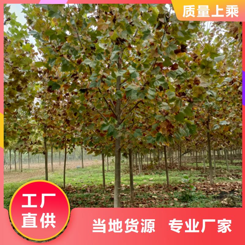 法桐金葉復(fù)葉槭源頭采購(gòu)