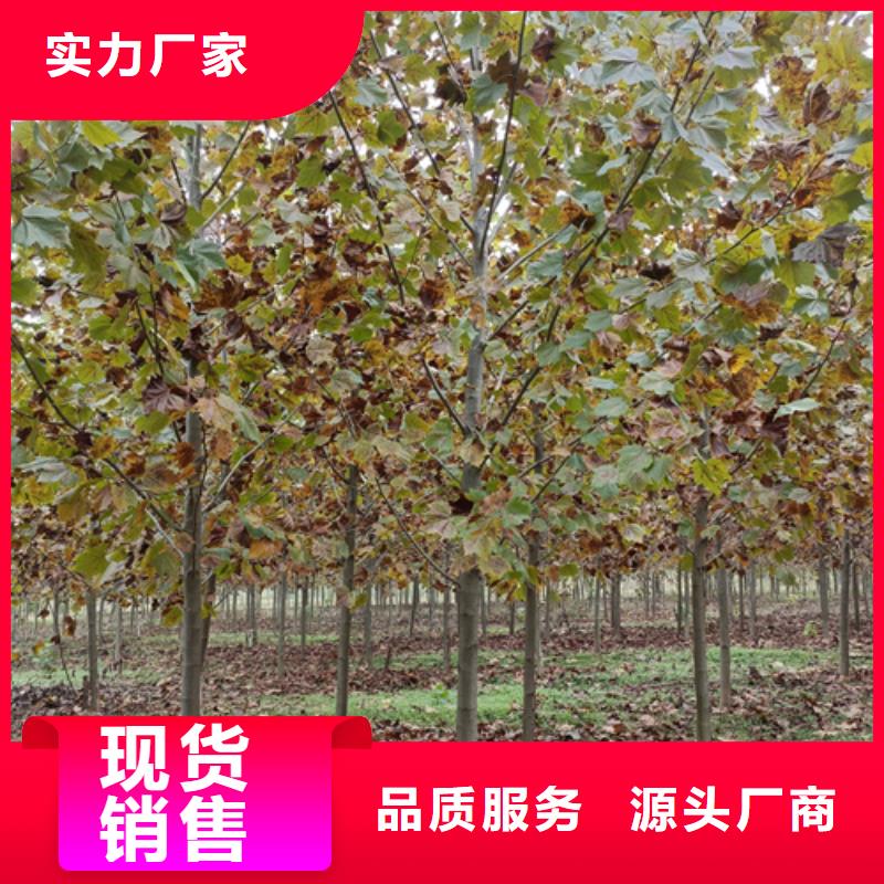 法桐櫻花現(xiàn)貨滿足大量采購