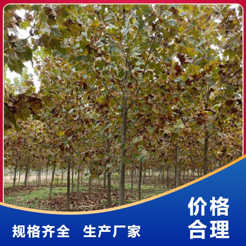供應法桐行情-實體廠家可定制