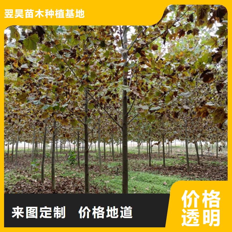 法桐國槐暢銷本地