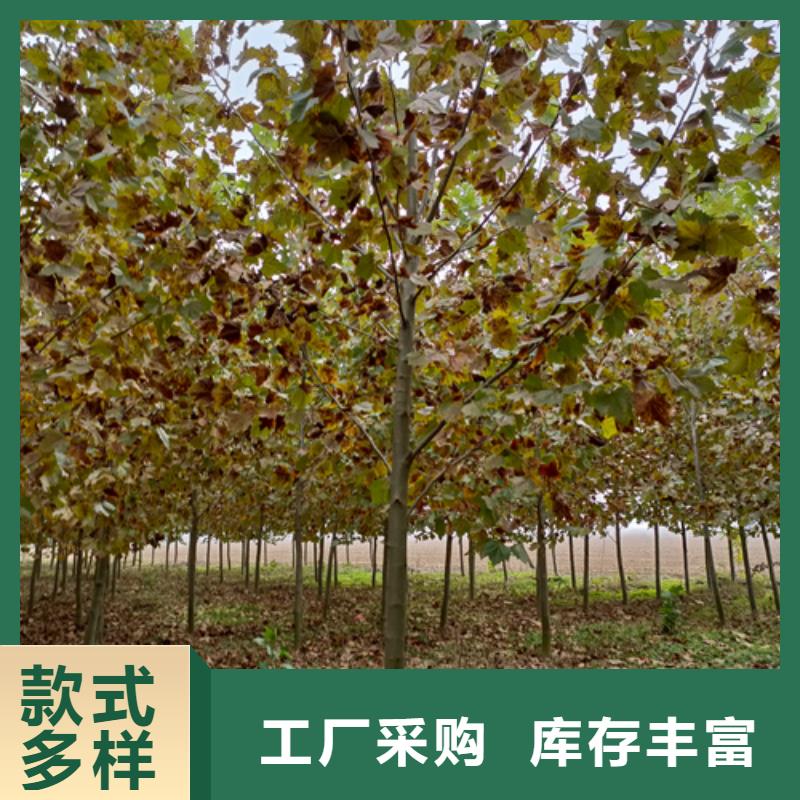 法桐,五角枫好厂家有担当