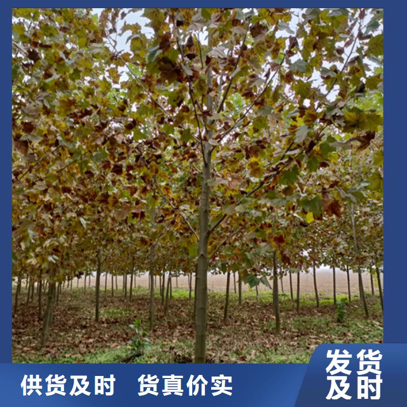 法桐截杆发帽专业完善售后