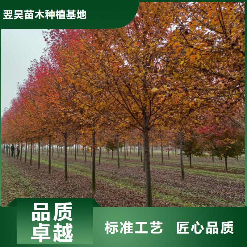 法桐,北京欒實(shí)體誠信廠家