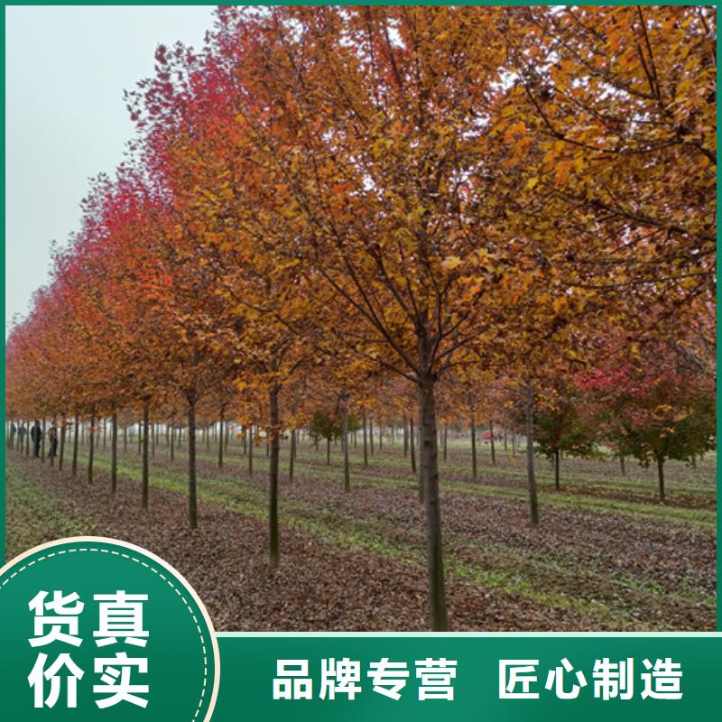 法桐小苗、法桐小苗厂家-诚信经营