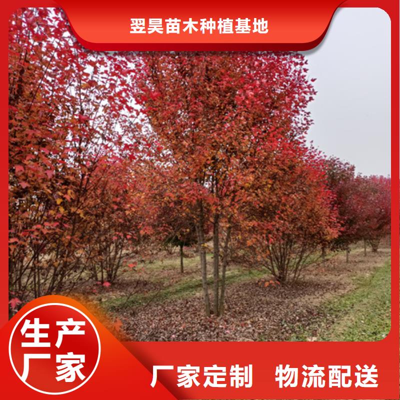 法桐价格种植基地绿化苗木