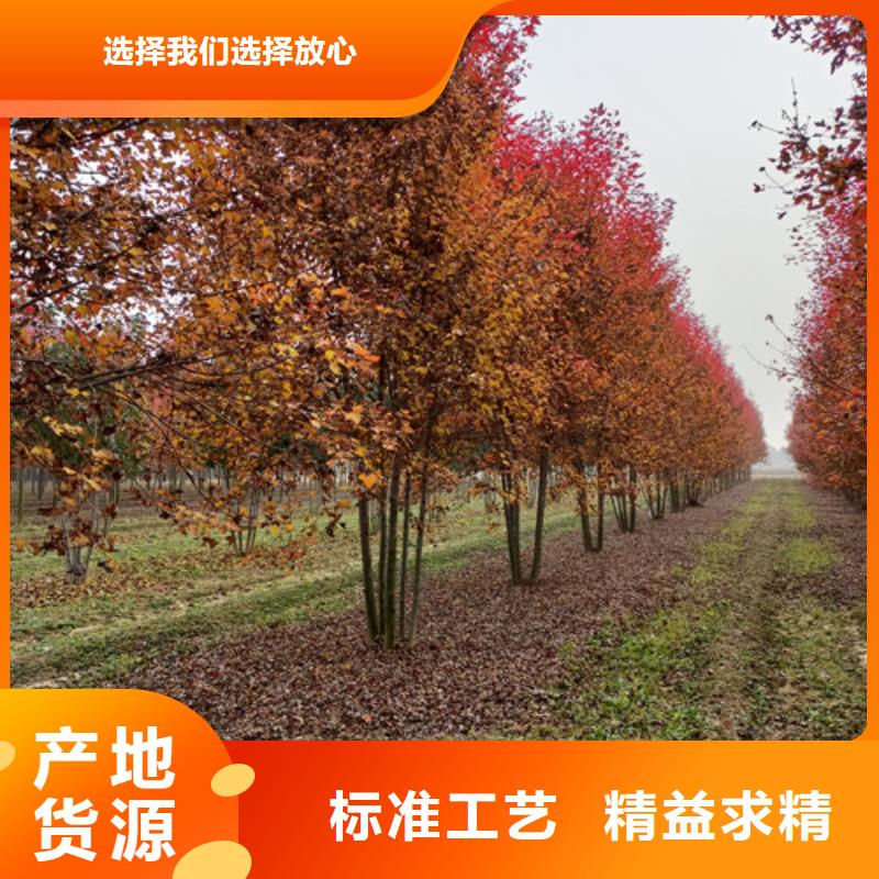 【法桐西府海棠用途廣泛】