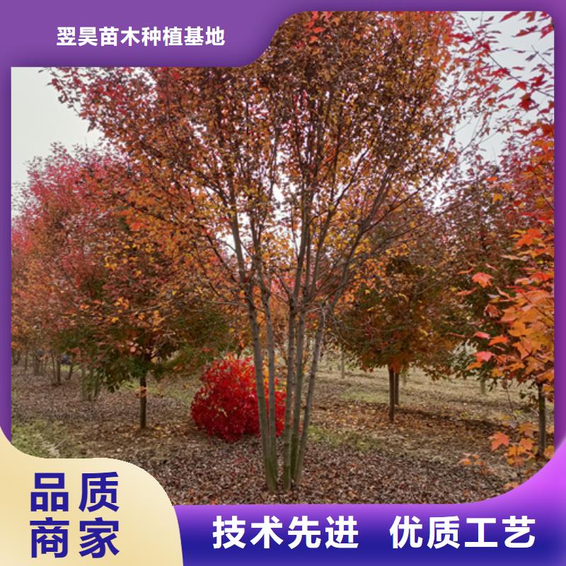 速生法桐欢迎来电绿化苗木
