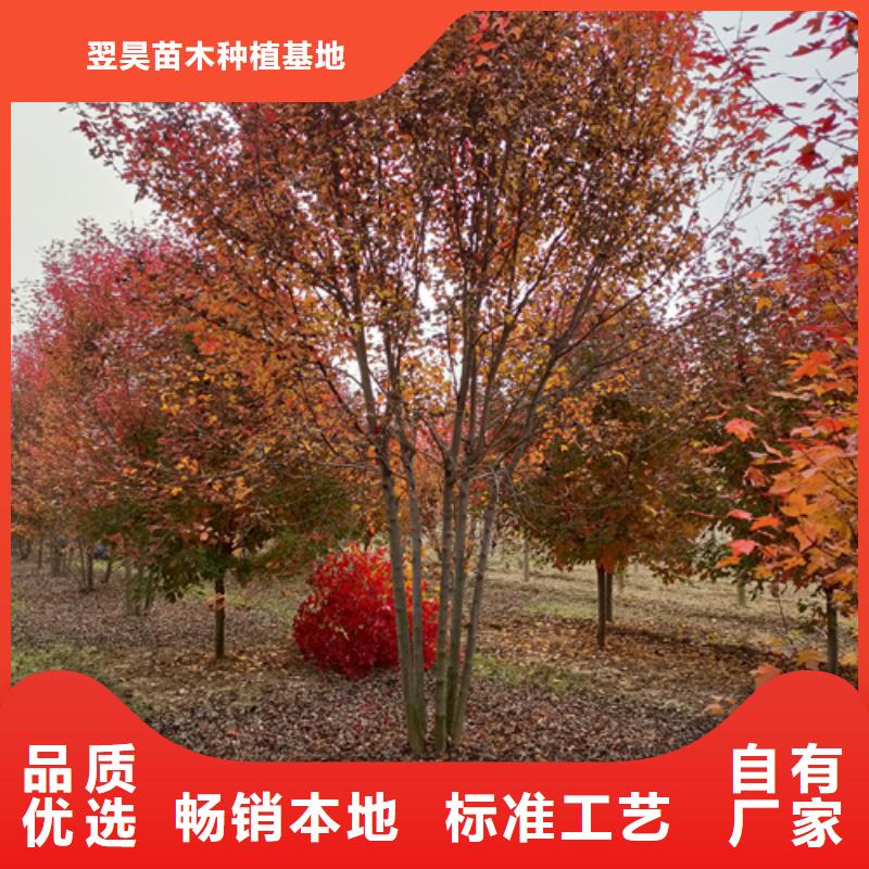 法桐小苗庫存充足