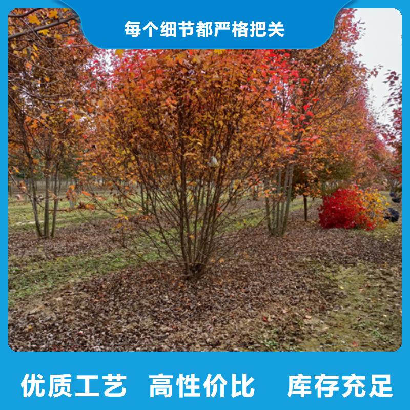 法桐_美國紅楓買的是放心