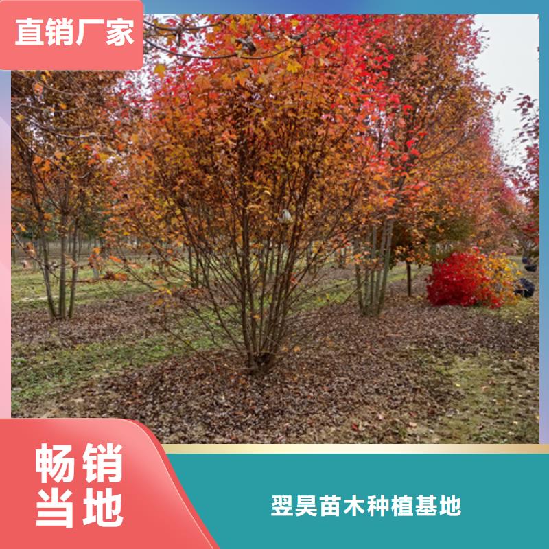 法桐秋紫白蠟設(shè)備齊全支持定制
