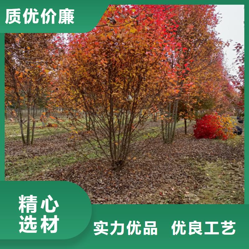 速生法桐全国销售点